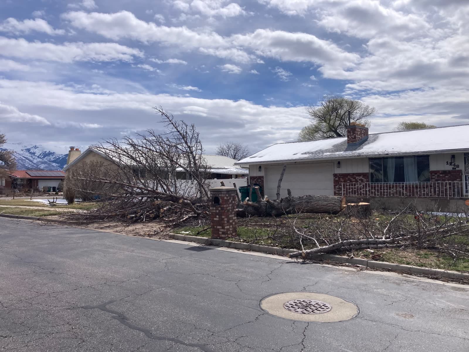 Large tree blown down across a front yard in Davis County, Utah, being removed by Jerid's Tree Service